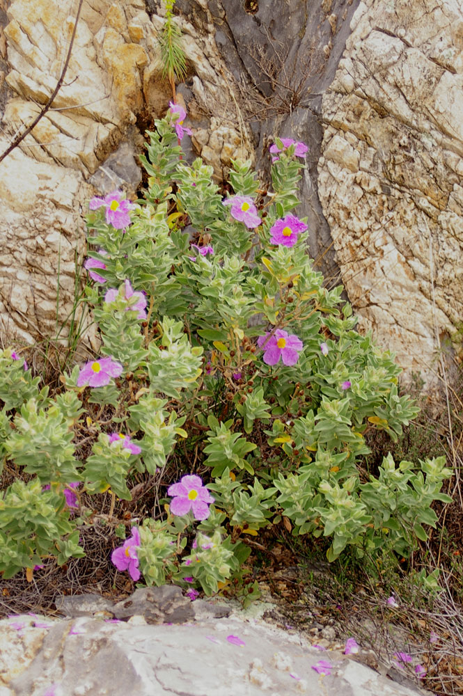 Cistus albidus / Cisto